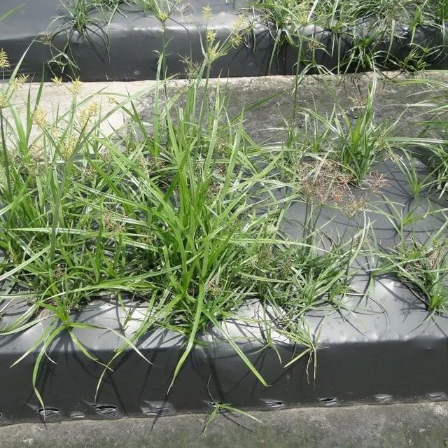 thumbnail for publication: Management of Purple and Yellow Nutsedge in Florida Strawberry